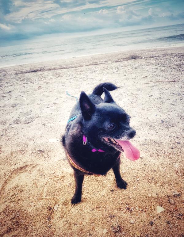 /Images/uploads/Homeward Bound Pet Rescue/HBPR_Photocontest/entries/12109thumb.jpg